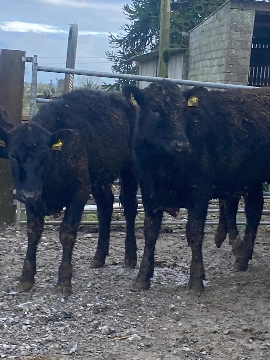 Angus heifers - Image 1