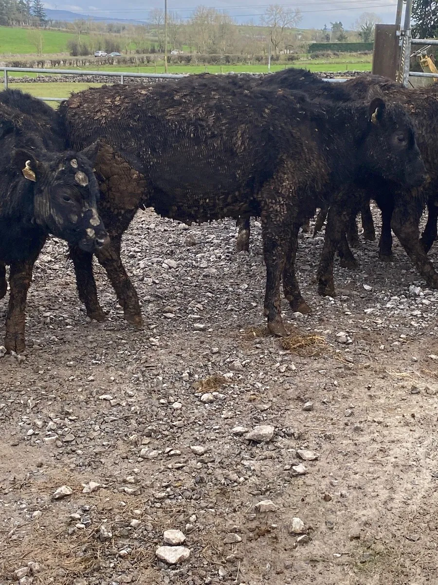 Angus heifers - Image 4