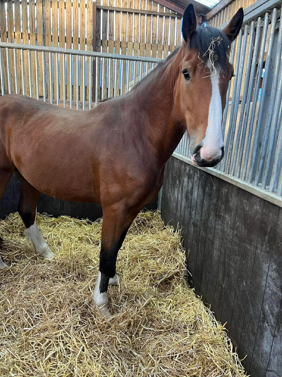 Clydesdale X Draught - Image 1