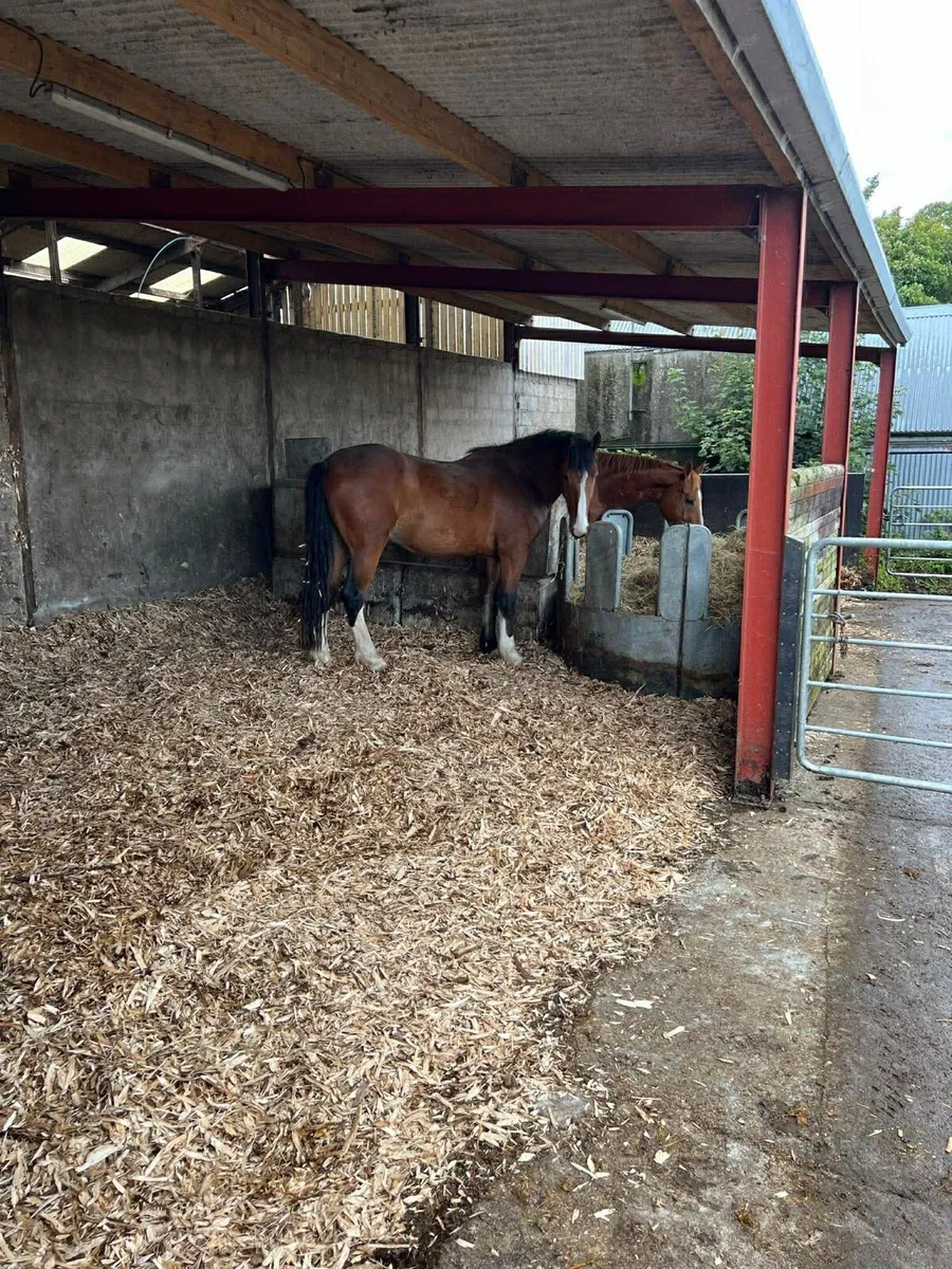 Clydesdale X Draught - Image 2