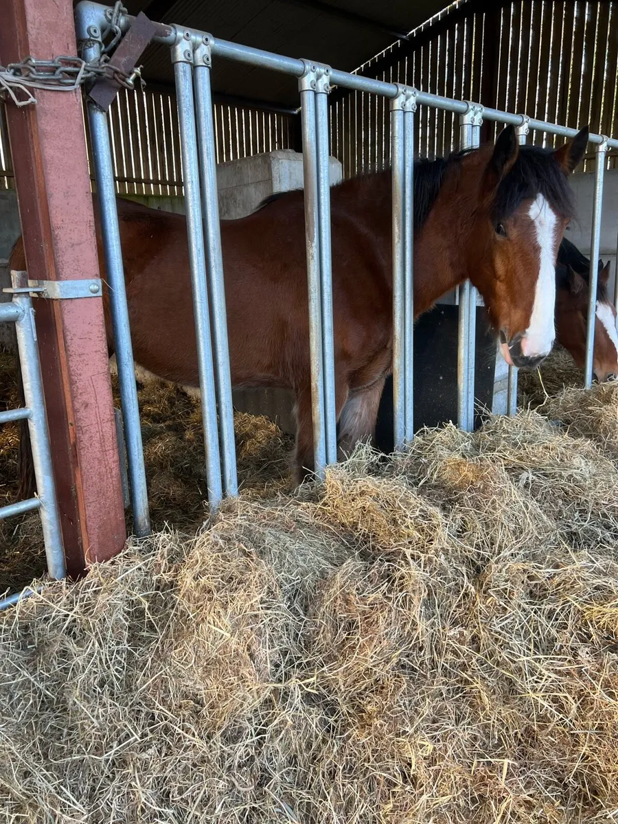 Clydesdale X Draught - Image 4