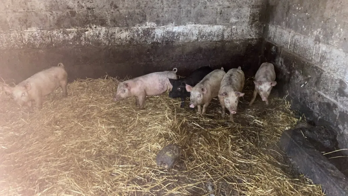 Pigs - Image 1