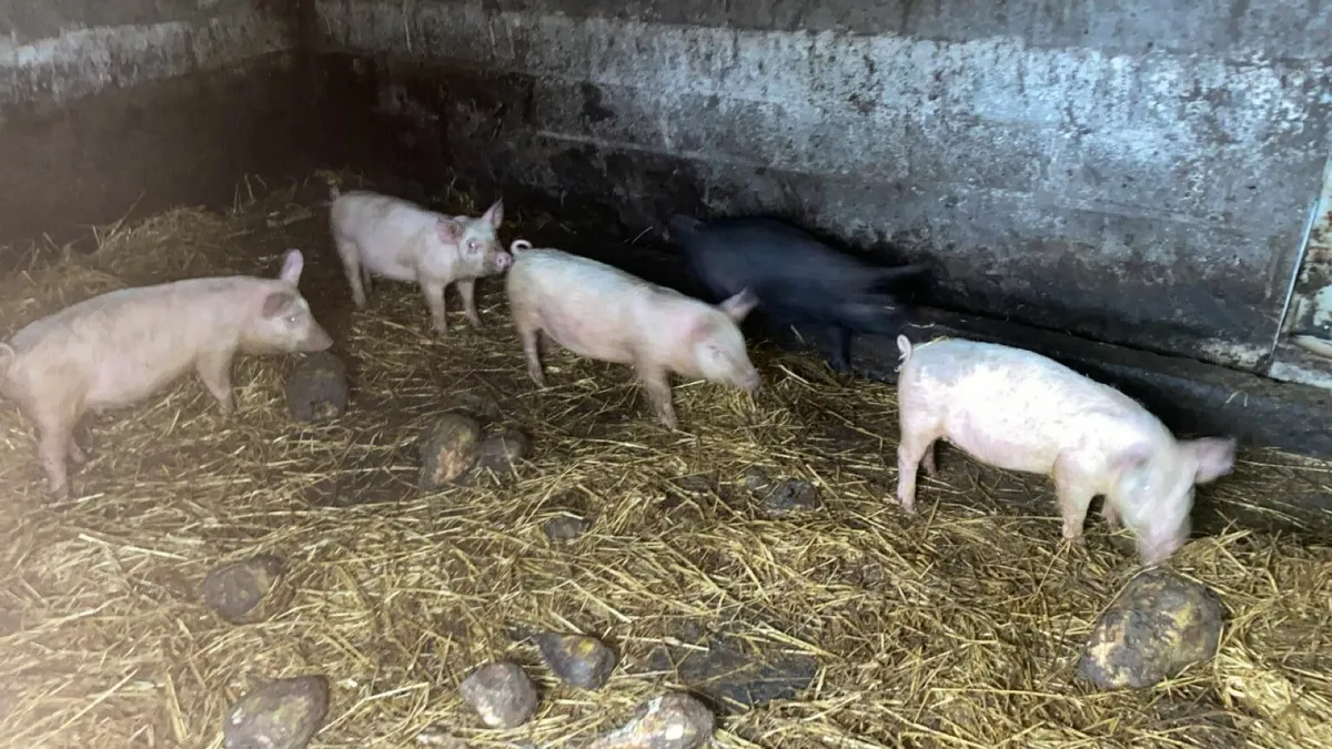 Pigs - Image 3