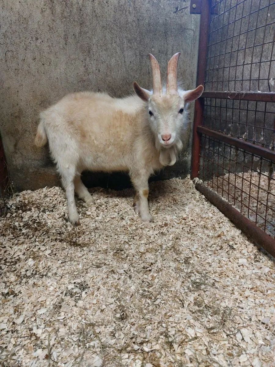 Male pygmy goat - Image 1