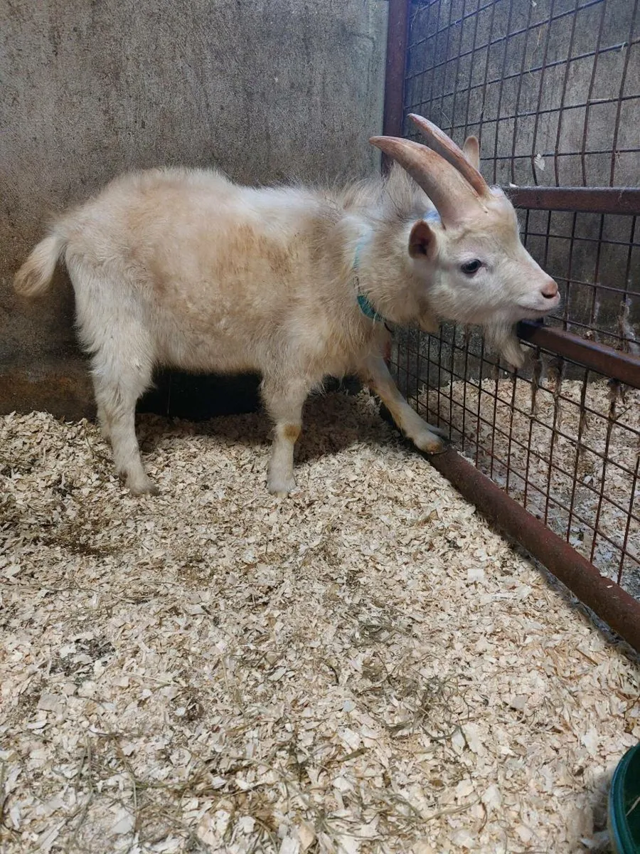Male pygmy goat - Image 3