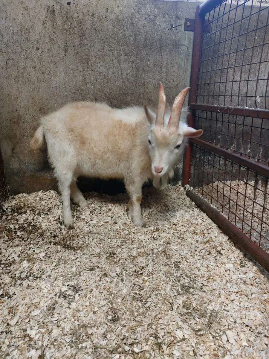 Male pygmy goat - Image 2