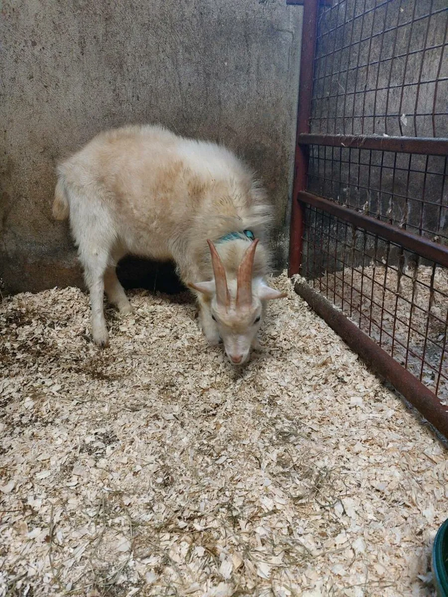 Male pygmy goat - Image 4