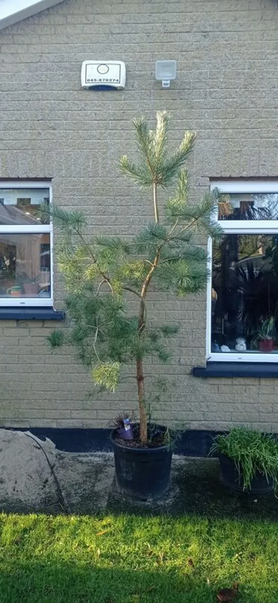 Scotts pine trees - Image 4