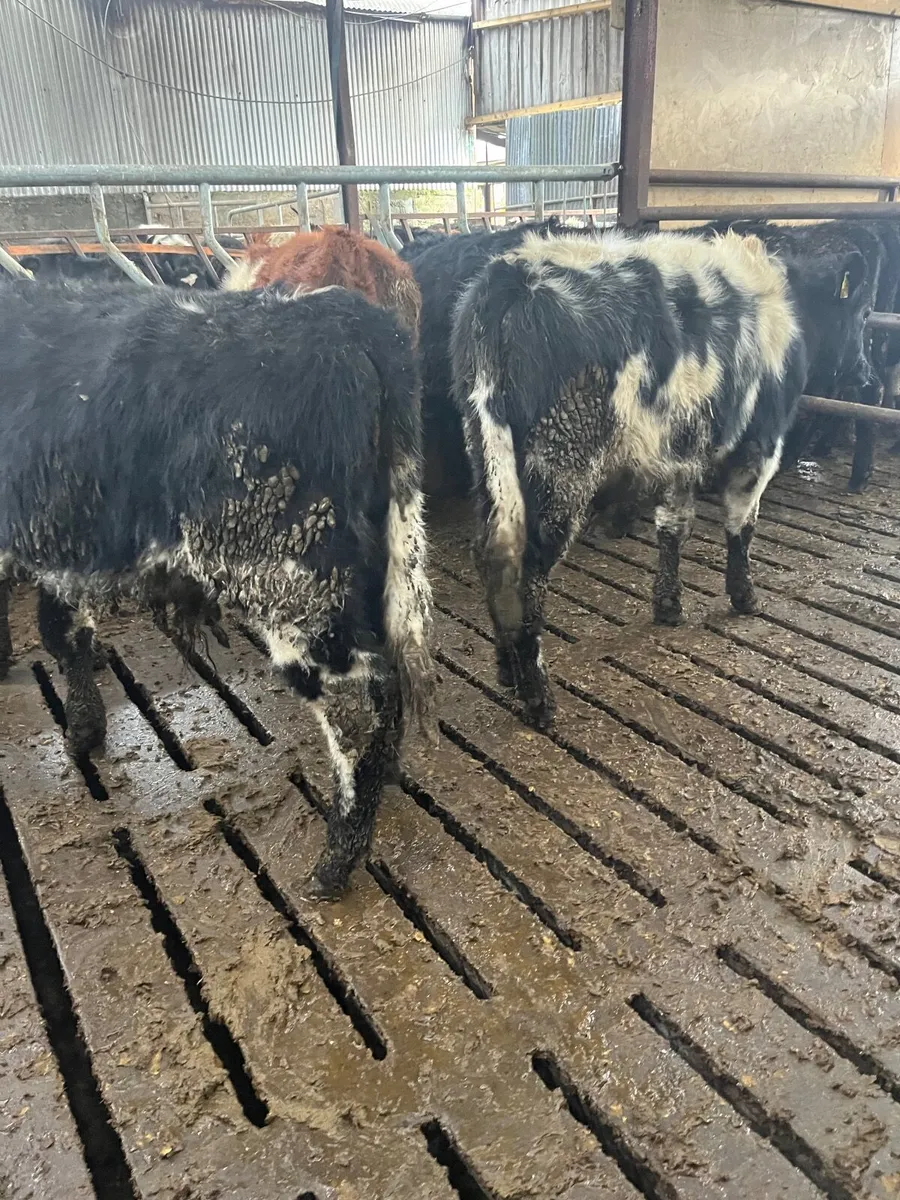 Bull weanling - Image 1