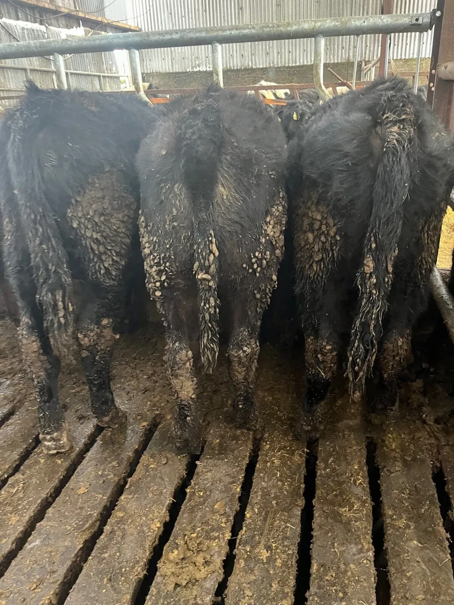 Bull weanling - Image 2