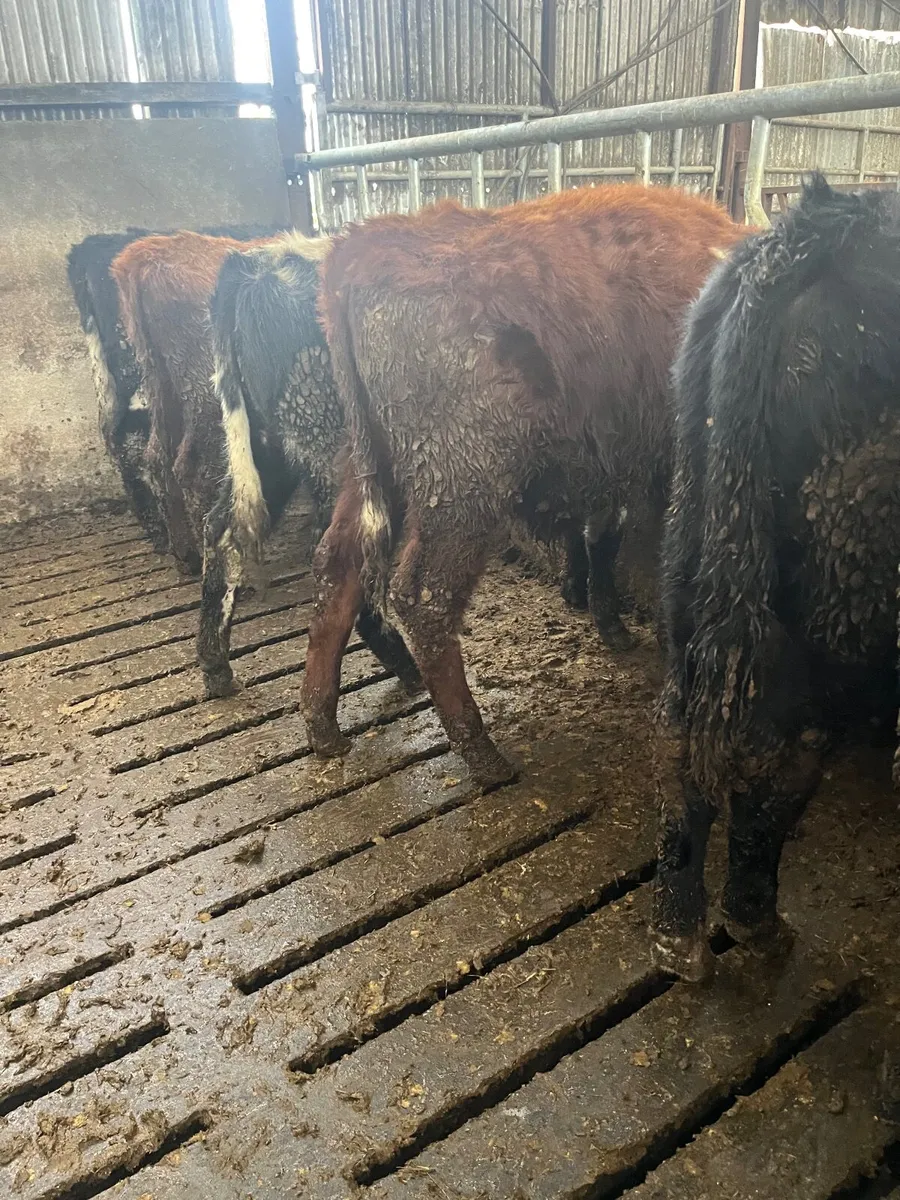 Bull weanling - Image 3