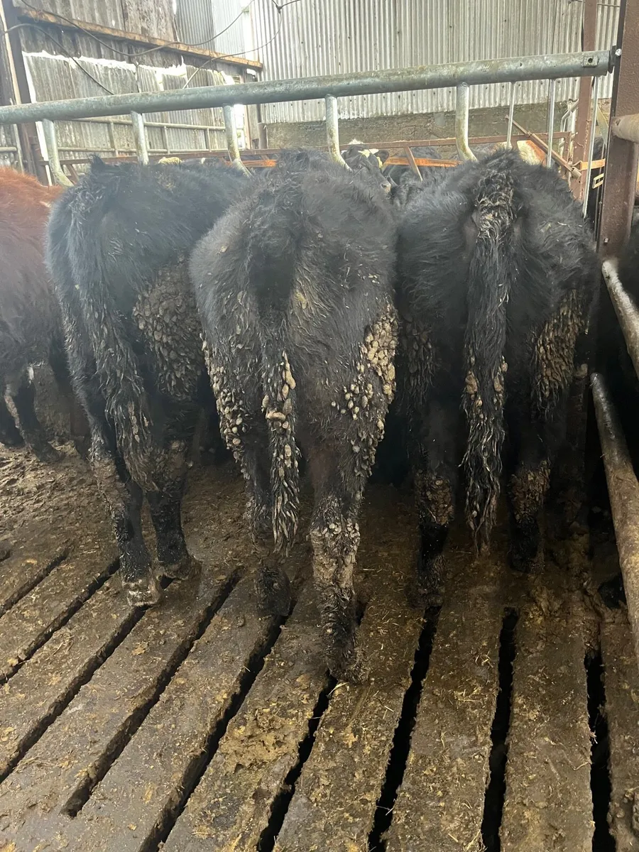 Bull weanling - Image 4