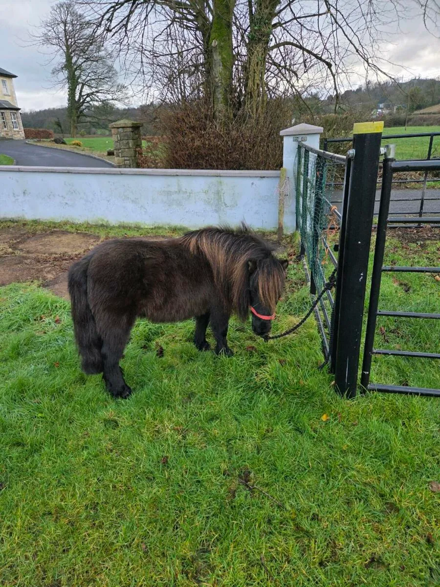 Miniature Mare. - Image 3