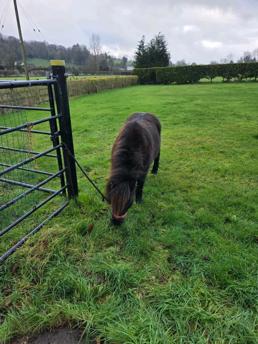 Miniature Mare. - Image 1