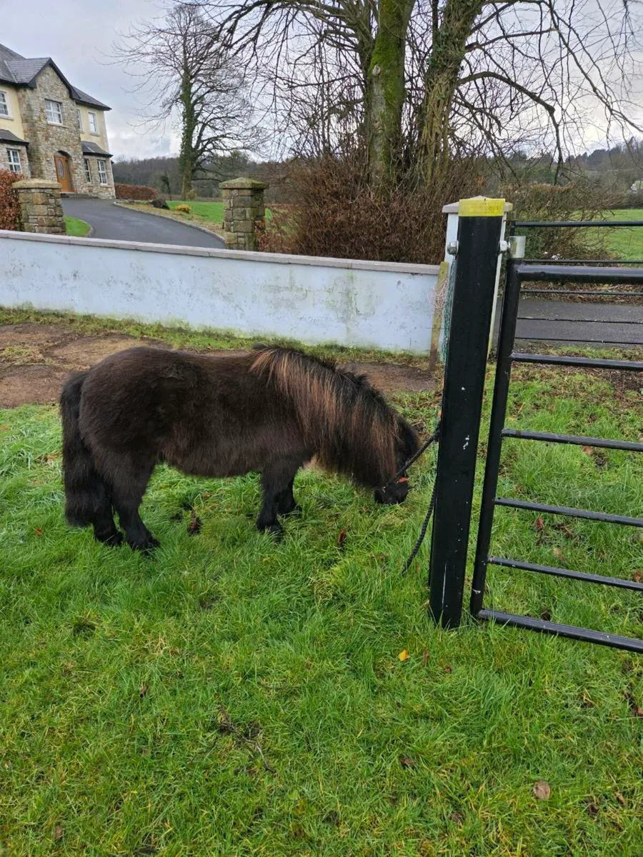 Miniature Mare. - Image 2