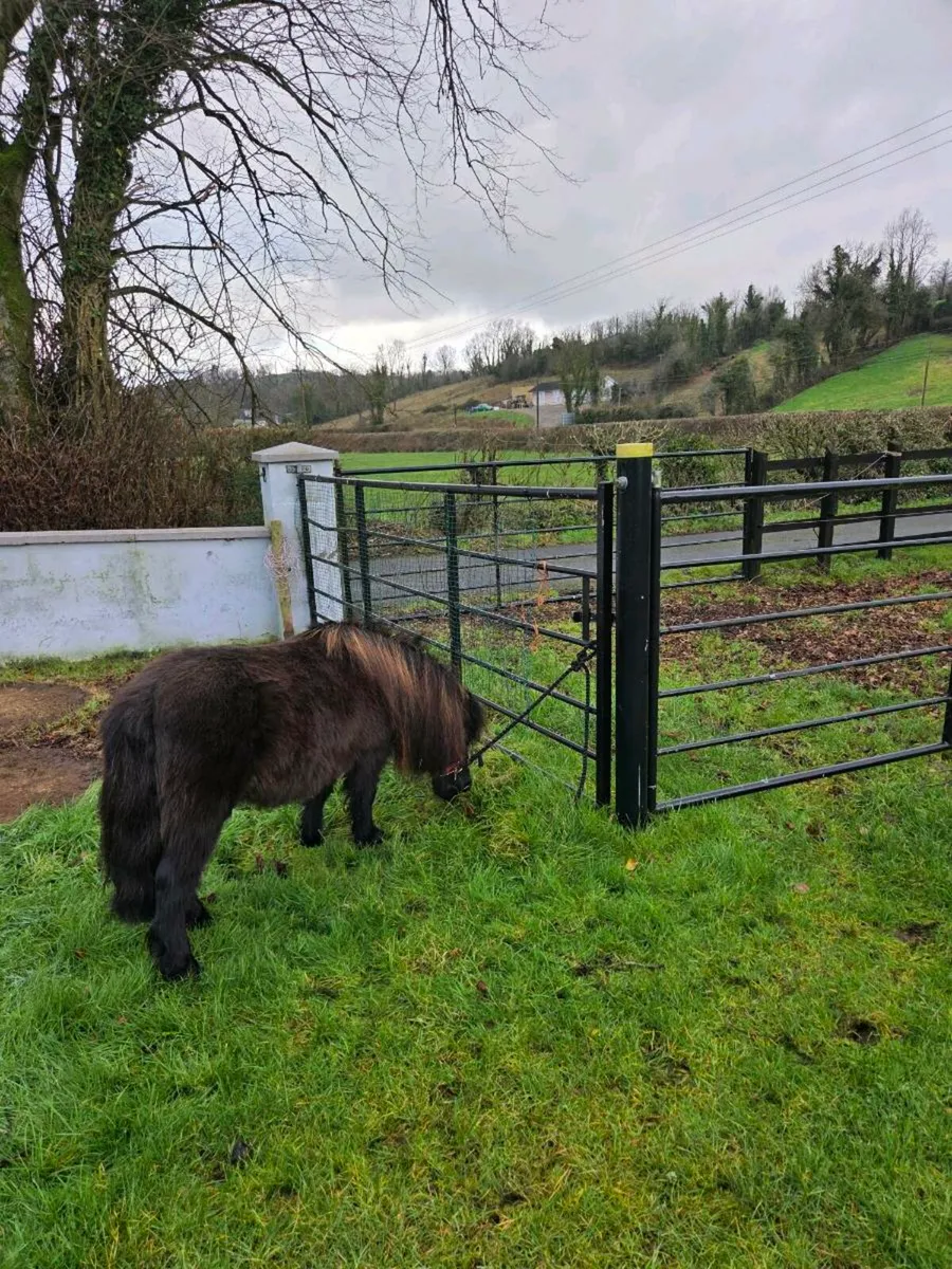 Miniature Mare. - Image 1