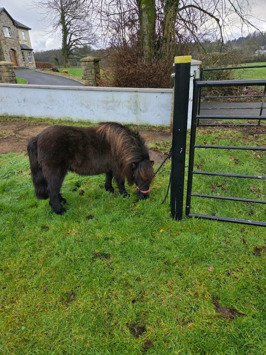 Miniature Mare. - Image 2