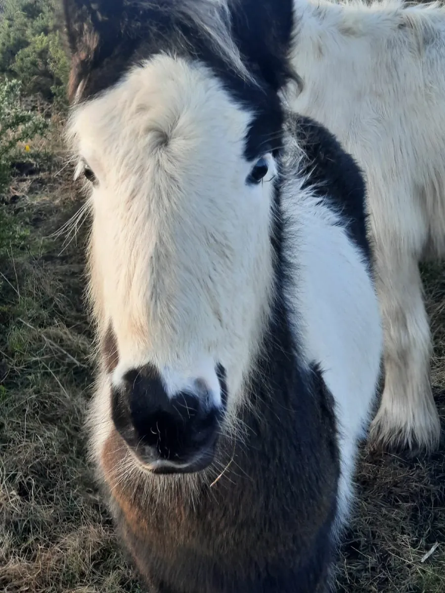 Pony Cob Foal - Image 2