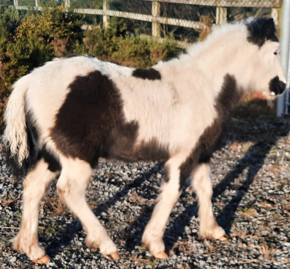 Pony Cob Foal - Image 3