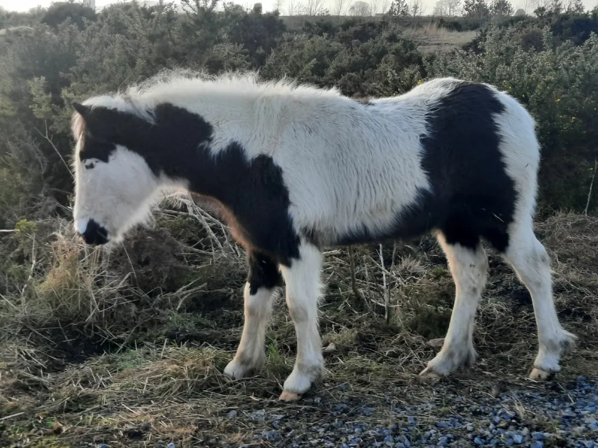 Pony Cob Foal - Image 4