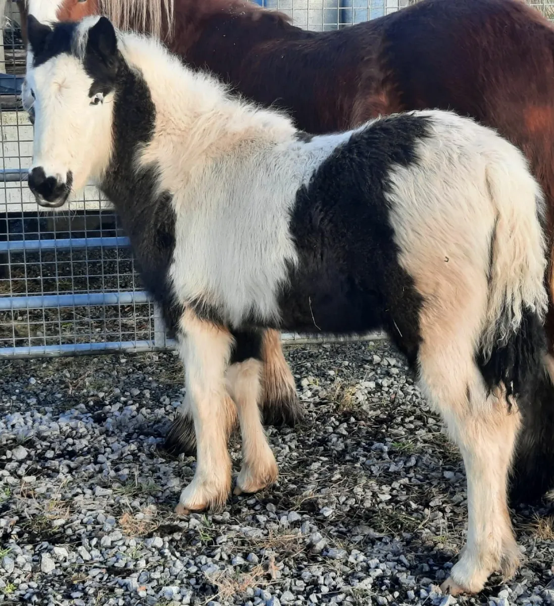 Pony Cob Foal - Image 1