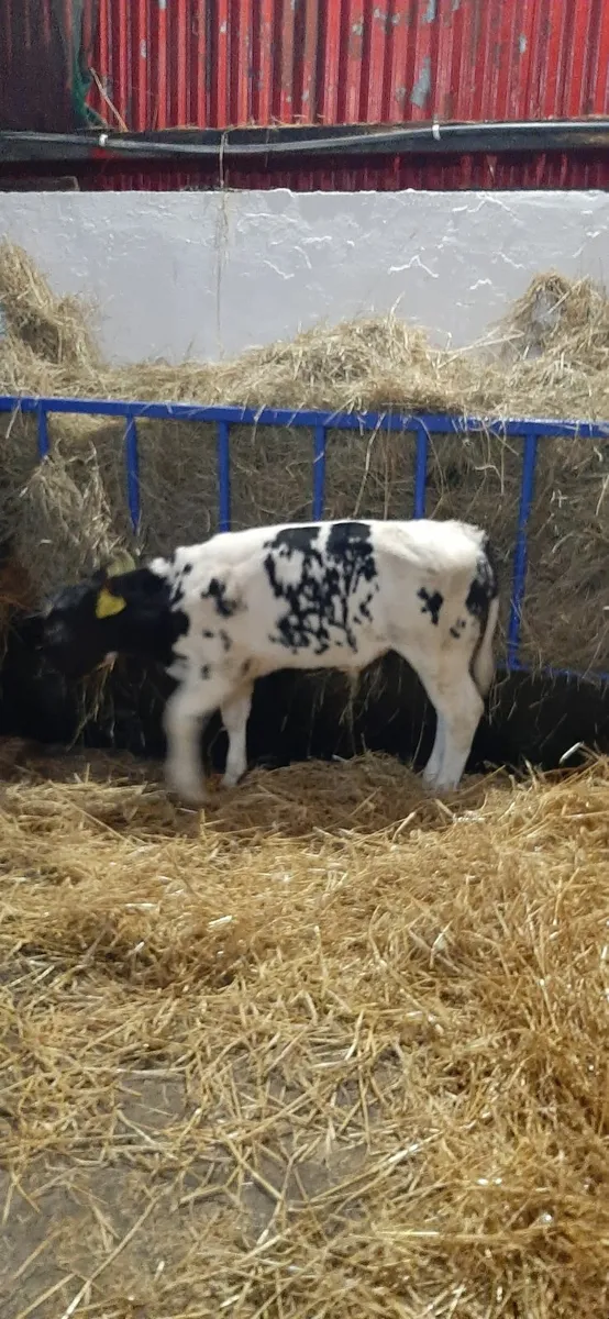 4 bb heifir calves - Image 2