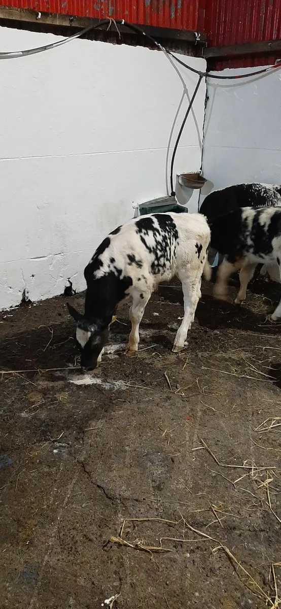4 bb heifir calves - Image 3