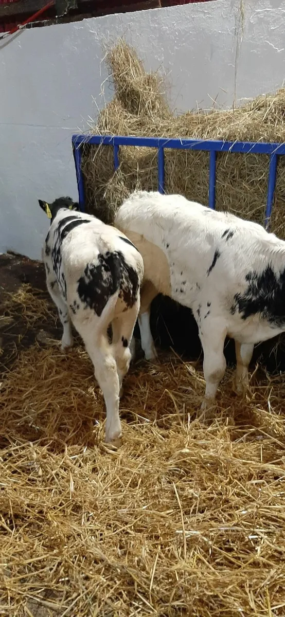 4 bb heifir calves - Image 4