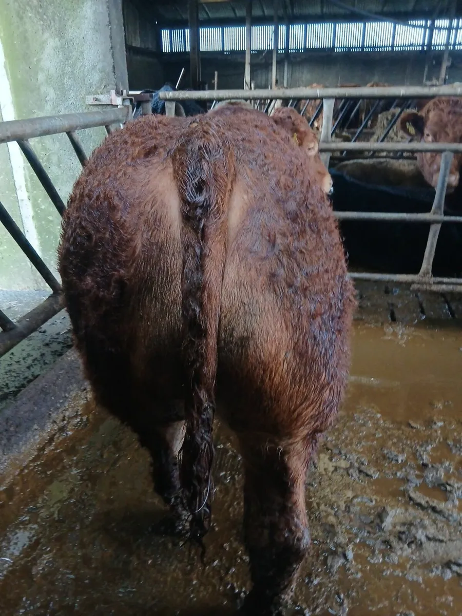 Limousin bull - Image 2