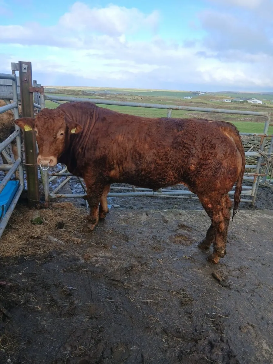 Limousin bull - Image 1