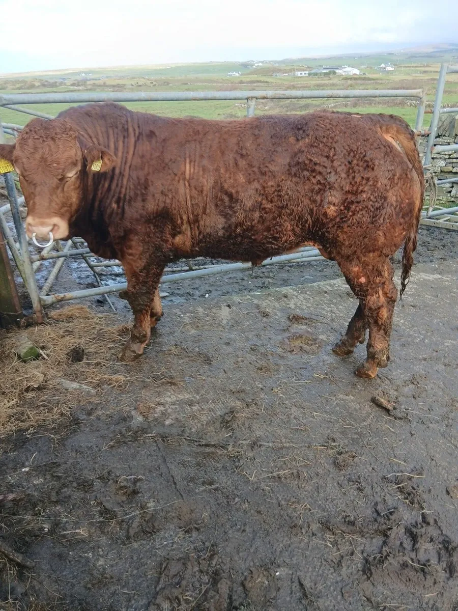 Limousin bull - Image 3