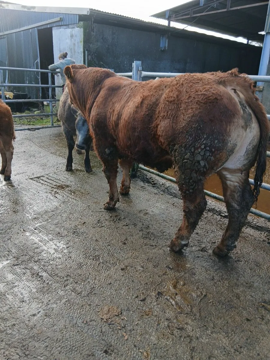 Limousin bull - Image 4