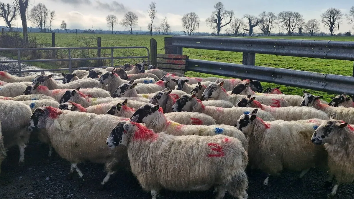 Mule Ewes For Sale 12/2/26 Ballinasloe Mart 5pm