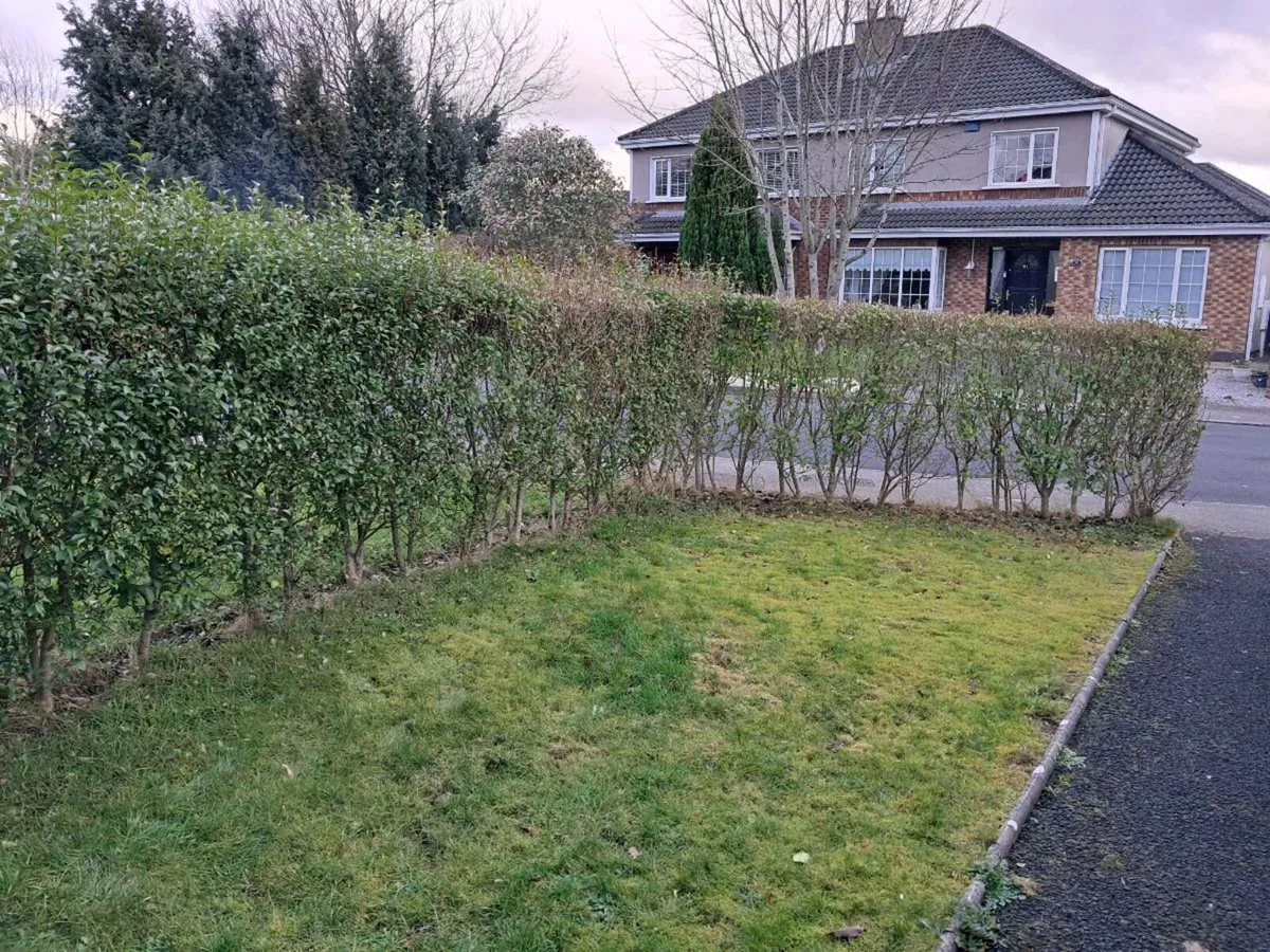 Mature Hedge - Image 1