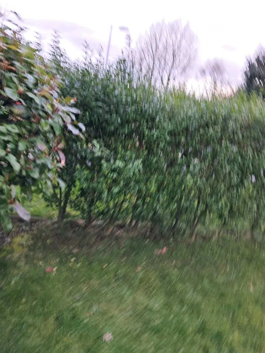 Mature Hedge - Image 2