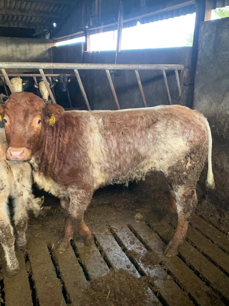 ⭐️Super Roan Breeding heifer for sale⭐️ - Image 1