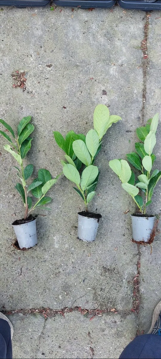 Laurel Hedging - Image 2