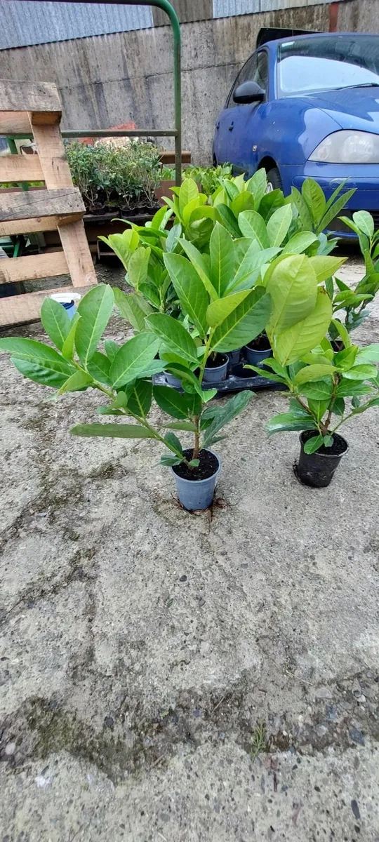 Laurel Hedging - Image 1