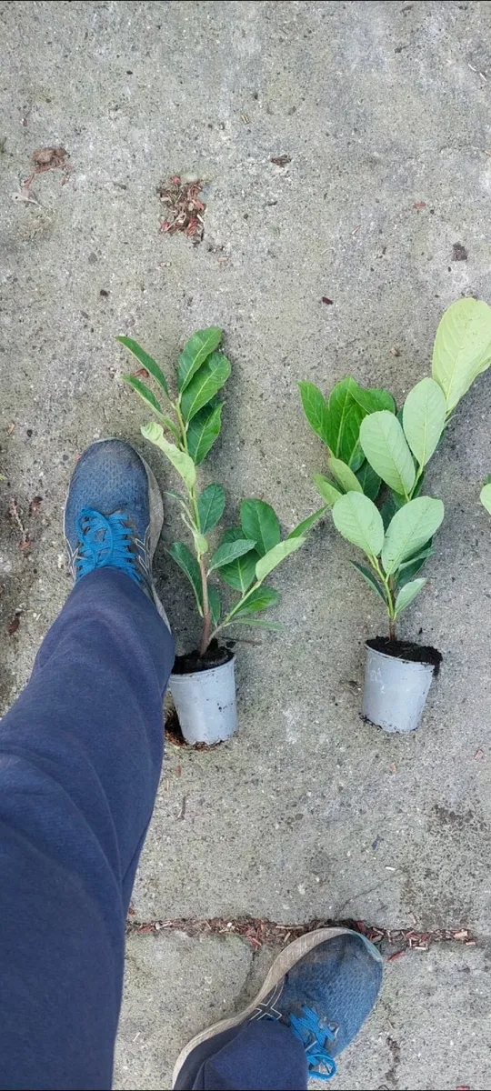 Laurel Hedging - Image 3