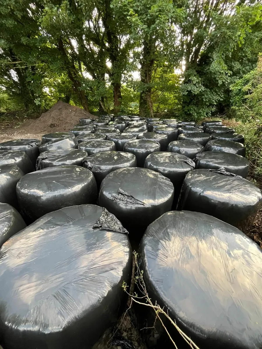Bales of Silage