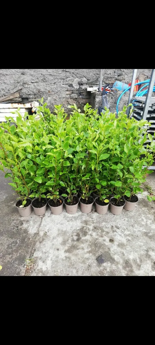 Griselinia Hedging - Image 1