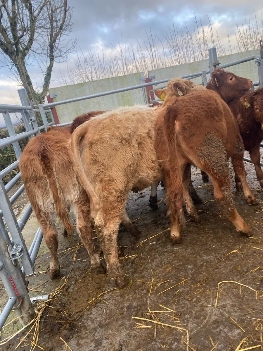 10 super charlaois and limousine heifer weanlings - Image 4