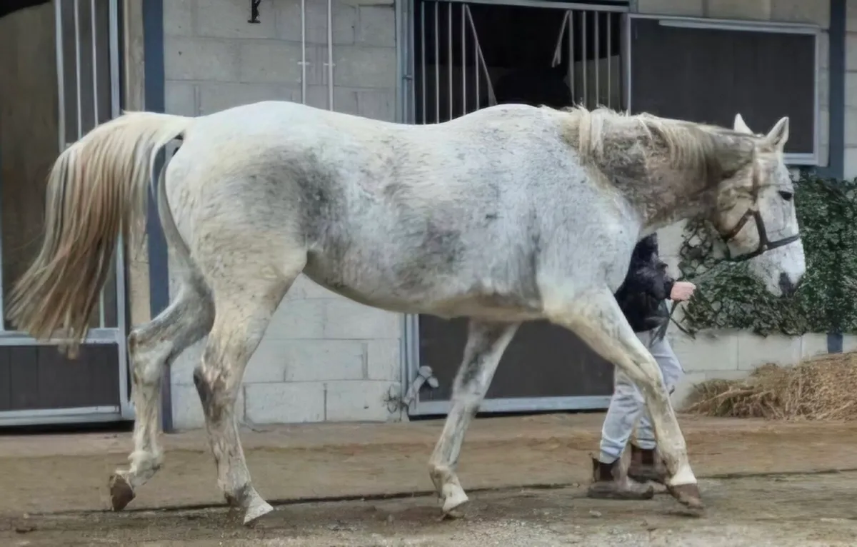 ✨️✨️PRESENTING MARE✨️✨️ - Image 1