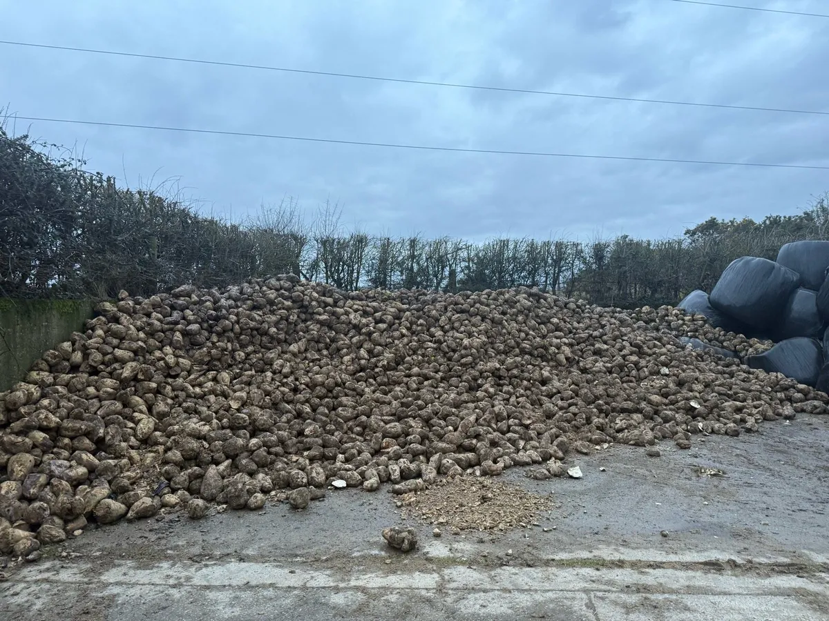 Beet For Sale - Image 2