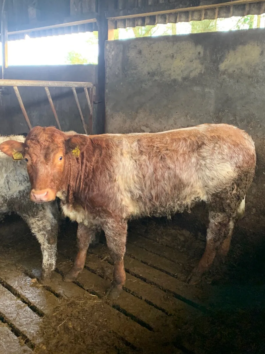 ⭐️Super Roan Breeding heifer for sale⭐️ - Image 3