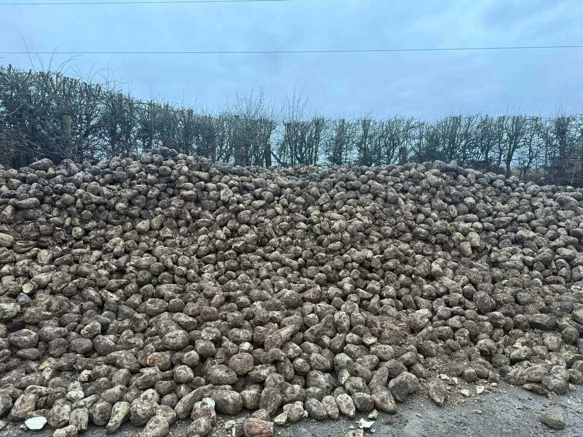 Beet For Sale - Image 1