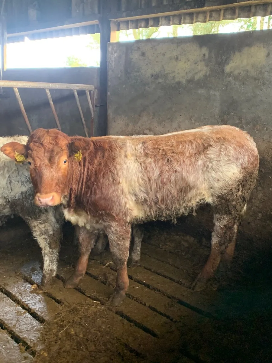 ⭐️Super Roan Breeding heifer for sale⭐️ - Image 2