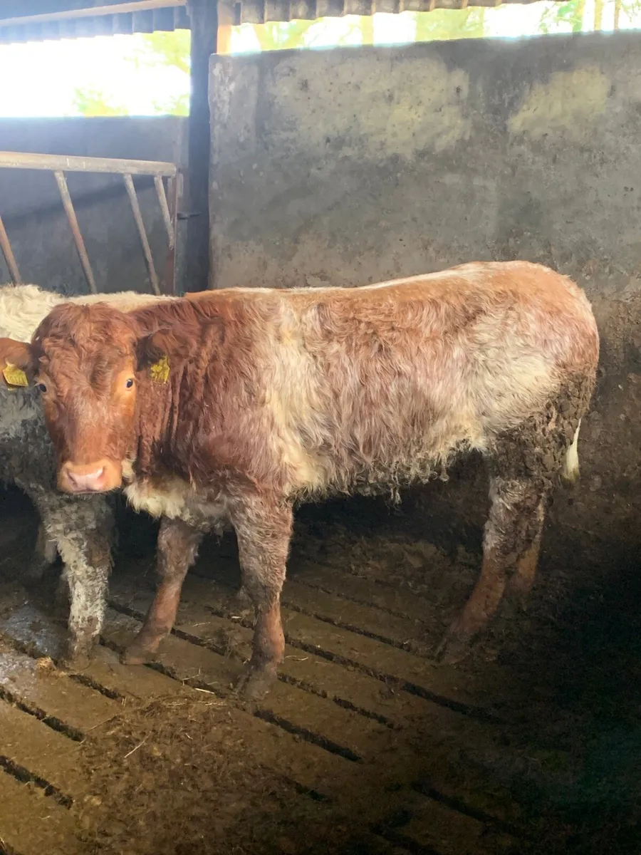 ⭐️Super Roan Breeding heifer for sale⭐️ - Image 4