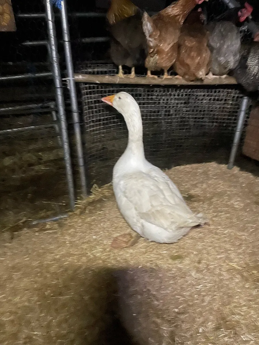 Goose and drake - Image 3