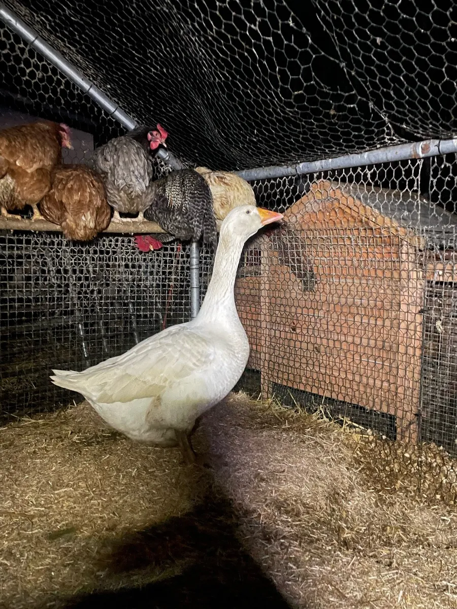 Goose and drake - Image 1